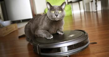 Los mejores gadgets para tu gato