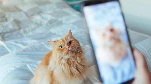 Apps de Android y Apple para celebrar el Día Mundial del Gato