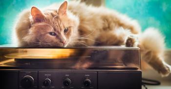 Música para gatos. la mejor forma de calmar a tu gato