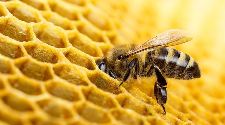 Día Mundial de las abejas 2019. La tecnología que contribuye a su protección