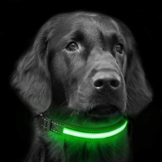 perro con collar LED vede