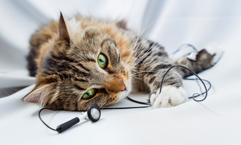 un gato escuchando música