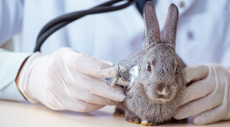 veterinario y un conejo