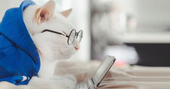Los mejores juegos para gatos en el móvil